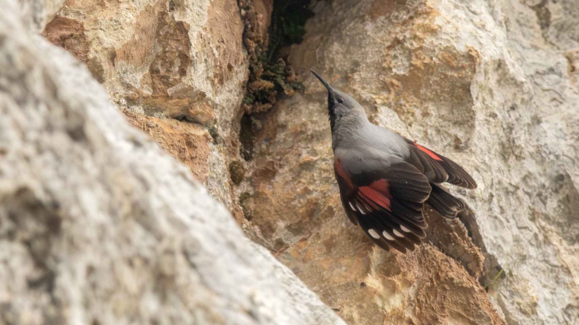Wallcreeper